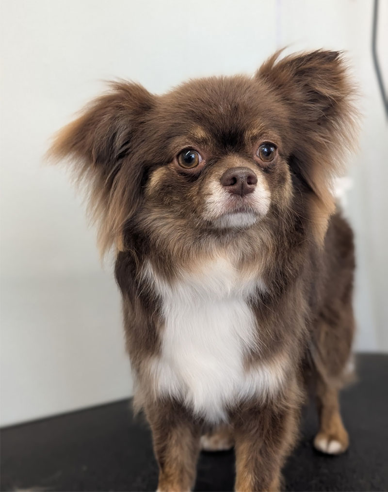 A small dog with a brown coat and tan face, sitting on a black surface.